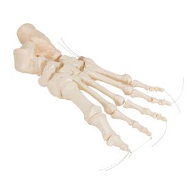 Loose Foot Skeleton Model on Elastic [Pack of 1]