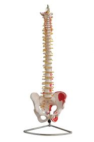 Budget Flexible Spine Model with Pelvis and Painted Muscles [Pack of 1]