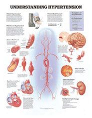 Anatomical Chart Understanding Hypertension