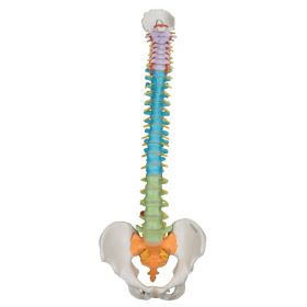 Didactic Flexible Spine Model [Pack of 1]
