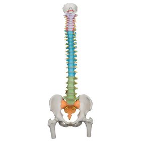 Didactic Flexible Spine Model with Femur Heads [Pack of 1]