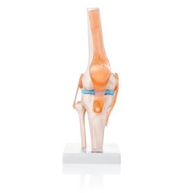 Budget Flexible Knee Model with Ligaments  [Pack of 1]