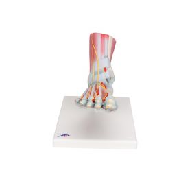Foot Skeleton Model with Ligaments and Muscles (6 part) [Pack of 1]