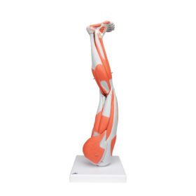 Leg Muscle Model (9 part, 3/4 Life Size) [Pack of 1]