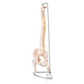 Budget Flexible Spine Model with Pelvis and Femoral Heads [Pack of 1]