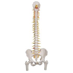 Deluxe Flexible Spine Model with Femur Heads [Pack of 1]