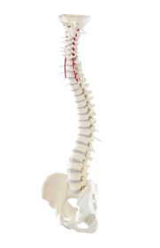Flexible Soft Disc Spine Model [Pack of 1]