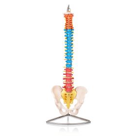 Budget Flexible Didactic Spine Model with Pelvis [Pack of 1]