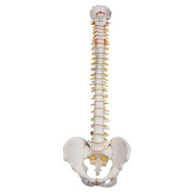 Highly Flexible Spine Model with Pelvis [Pack of 1]