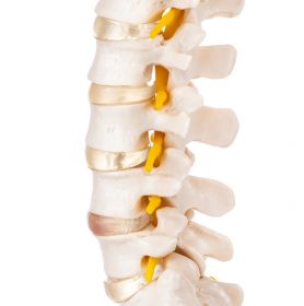 Budget Flexible Spine Model [Pack of 1]