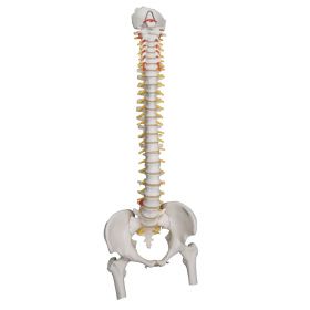 Highly Flexible Spine Model with Femur Heads [Pack of 1]