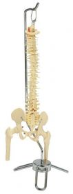 Budget Desk-size Spine Model [Pack of 1]