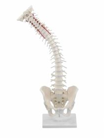 Flexible Soft Disc Spine Model with Stand [Pack of 1]