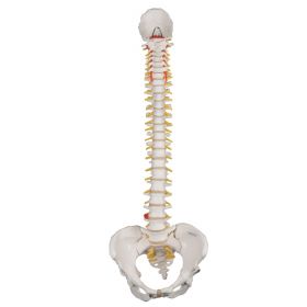 Classic Flexible Spine Model with Female Pelvis [Pack of 1]