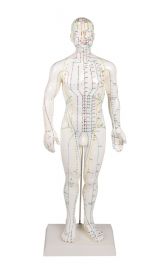 Erler Zimmer Chinese Accupuncture Model - Male [Pack of 1]