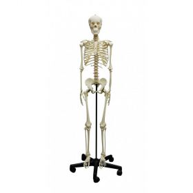 Adolescent Articulated Skeleton [Pack of 1]