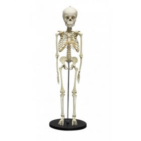 Child Skeleton Model (5 years old) [Pack of 1]
