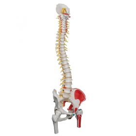 Flexible Spine Model with Femur Heads and Painted Muscles [Pack of 1]