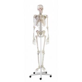 Arnold Skeleton Model with Muscle Markings [Pack of 1]