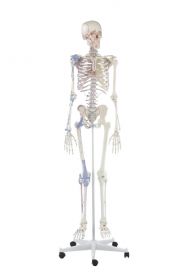 Erler Zimmer Skeleton Complete On Stand With Joints [Pack of 1]