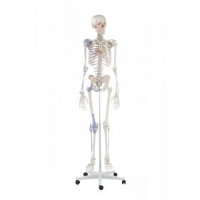 Bert Skeleton Model with Ligaments and Muscle Markings [Pack of 1]