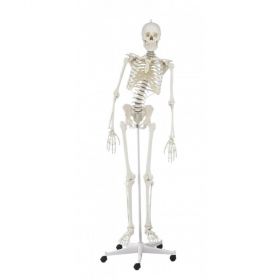 Hugo Physiotherapy Skeleton Model [Pack of 1]