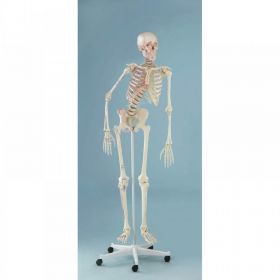 Peter Skeleton Model with Flexible Spine and Muscle Markings [Pack of 1]