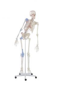 Erler Zimmer Human Skeleton With Features [Pack of 1]