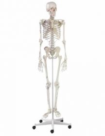 Erler Zimmer Human Skeleton With Muscle [Pack of 1]