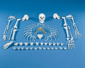 Full Skeleton Bones Unassembled [Pack of 1]