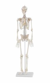 Erler Zimmer Mini Skeleton Patrik 1/2 Life Size (Replaces Little Joe - Mi200) [Pack of 1]