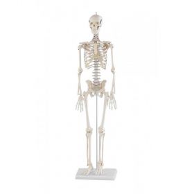 Patrick Miniature Skeleton Model [Pack of 1]