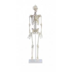 Daniel Miniature Skeleton Model with Muscle Markings [Pack of 1]