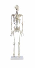 Erler Zimmer Mini Skeleton Little Jim 1/2 Life Size [Pack of 1]