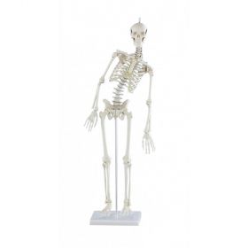 Paul Miniature Skeleton Model with Flexible Spine [Pack of 1]