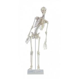 Fred Miniature Skeleton Model with Flexible Spine and Muscle Markings [Pack of 1]