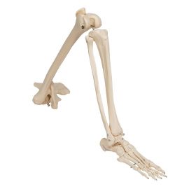 Leg Skeleton Model with Hip Joint [Pack of 1]