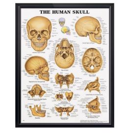 Anatomical Chart - The Human Skull