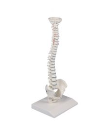 AW Miniature Spinal Column 1/2 Life Size [Pack of 1]