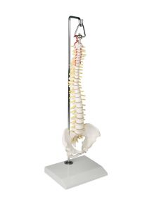 Miniature Spinal Column Model on Hanging Stand [Pack of 1]