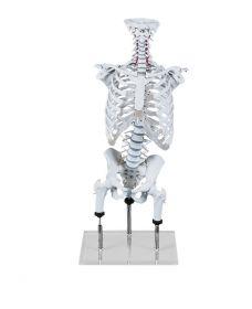Postural Faults Vertebral Column Model with Rib Cage [Pack of 1]