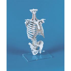 Vertebral Column Model with Thoracic Cage [Pack of 1]