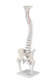 Erler Zimmer Spine With Femur Stumps, Prolaps & Pelvis On Stand [Pack of 1]