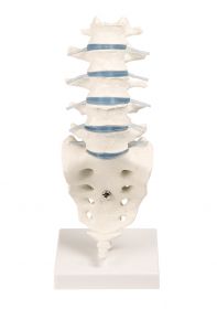 Erler Zimmer Lumbar Vertebral Column L1-L5 With Cord & Nerves Stand [Pack of 1]
