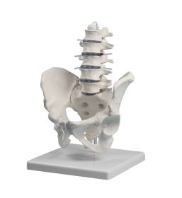 Erler Zimmer Deluxe Flexible Spinal Column [Pack of 1]