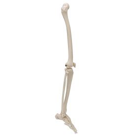 Leg Skeleton Model  [Pack of 1]
