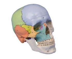Erler Zimmer Didactical Skull, 3 Part [Pack of 1]