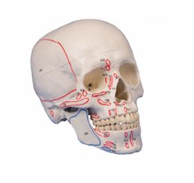 Erler Zimmer Human Skull In 3 Parts [Pack of 1]