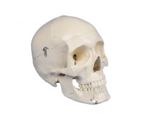 Erler Zimmer Dental Skull In 4 Parts [Pack of 1]