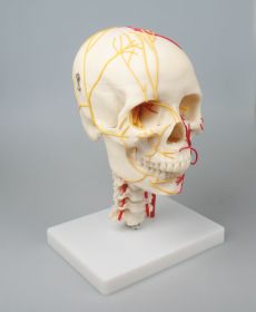 Erler Zimmer Neurovascular Skull [Pack of 1]